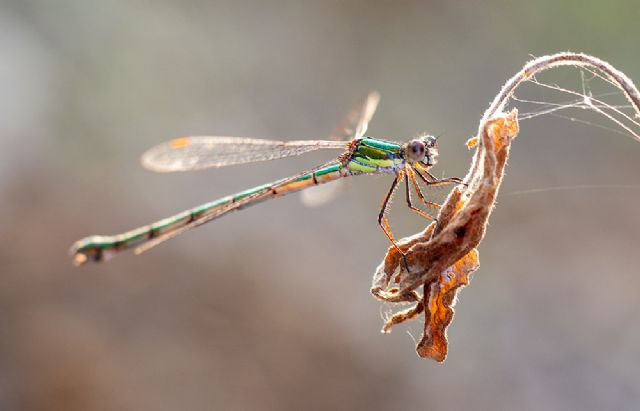 Da determinare per favore - Chalcolestes sp. femmina